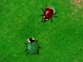 Beetle Wars om online te spelen