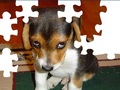 Leuke Hond Puzzel om online te spelen