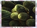 Cactus om online te spelen