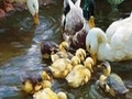 Duck familie om online te spelen