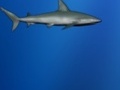 Verloren Shark om online te spelen