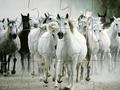 White Horse Jigsaw om online te spelen